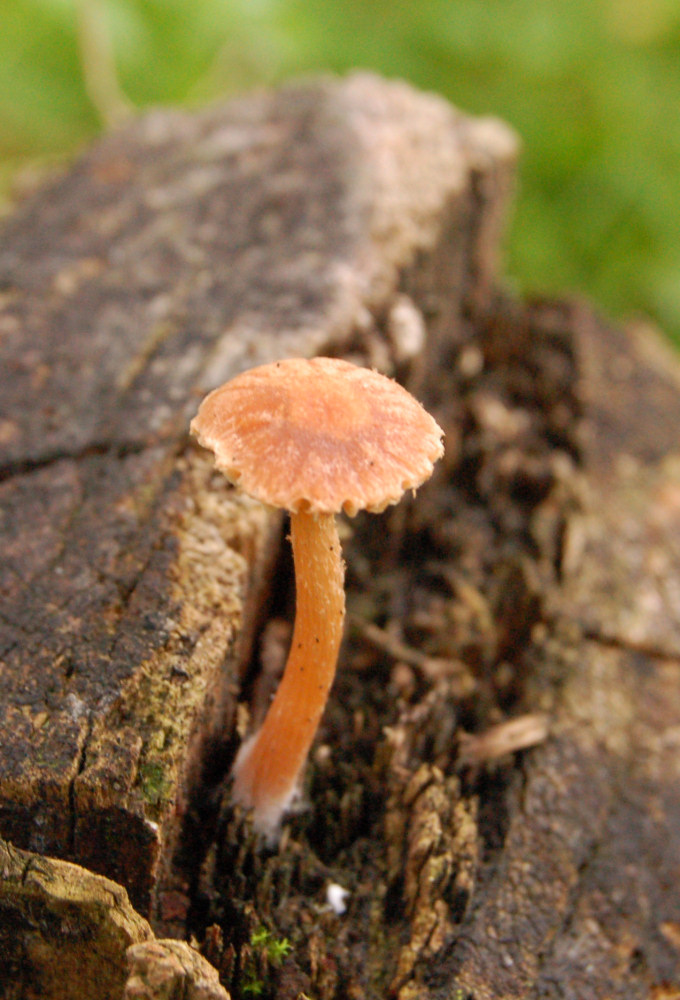 A lamelle su legno con piede fioccoso